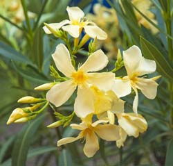 Nerium oleander lutea